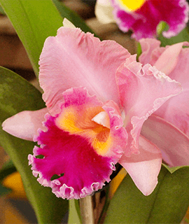 Confira a Cobertura do Festival de Orquídeas